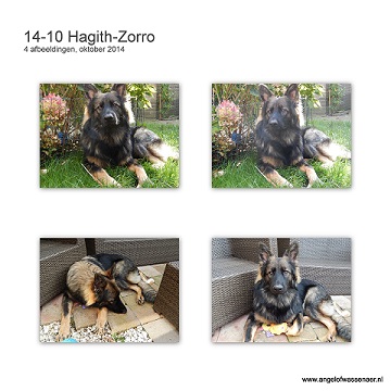 Foto's van Oudduitse HerderZorro in Oktober, Zorro is hier bijna 8 maanden (en lijkt toch wel veel op zijn oma Aiki)